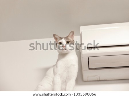 Large white cat sitting with air conditioner.