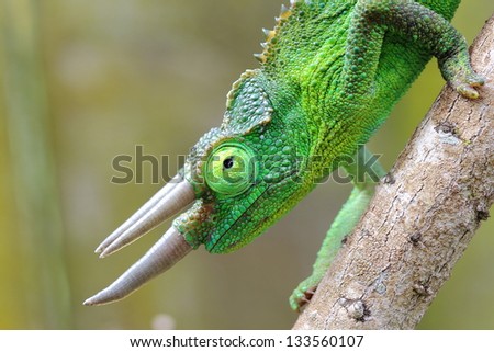 Male Jackson's Chameleon (Trioceros jacksonii) Royalty-Free Stock Photo #133560107