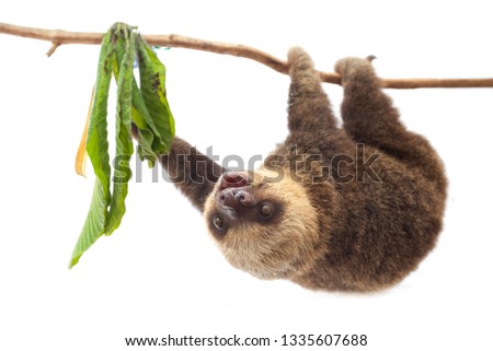 Hoffmann's two-toed sloth (Choloepus hoffmanni)