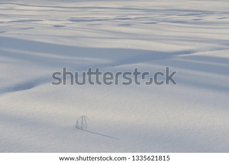 Snow background texture with a blade of grass