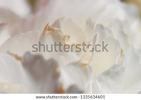 Clean softness of white carnation closeup for macro floral photo.