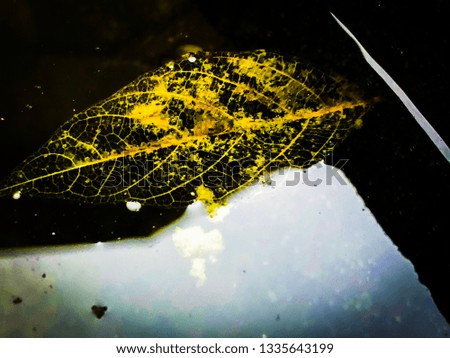 The leaf fall out of tree into the water