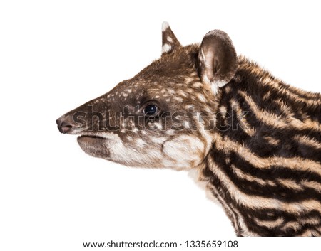 Month old Brazilian tapir in front of white background
