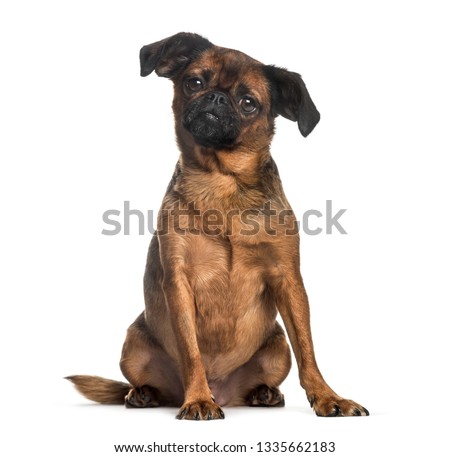 Petit brabancon, 3 years old, sitting in front of white background