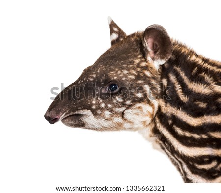 Month old Brazilian tapir looking at camera in front of white background