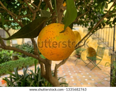 Ripe orange on the orange tree closeup