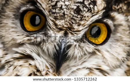 A close look of the beak and orange eyes of a owl. Selective focus.
