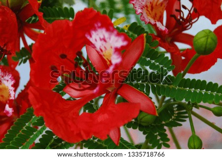 Royalty high quality free stock photo phoenix flowers with water droplets after the rain, summer symbol, tropical flowers. Brightly colored style