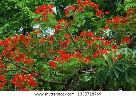 Royalty high quality free stock photo phoenix flowers with water droplets after the rain, summer symbol, tropical flowers. Brightly colored style