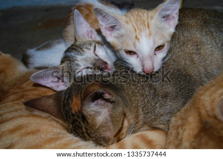 Royalty high quality free stock photo Cats with colorful feathers are sleeping under warm lights