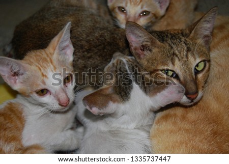 Royalty high quality free stock photo Cats with colorful feathers are sleeping under warm lights