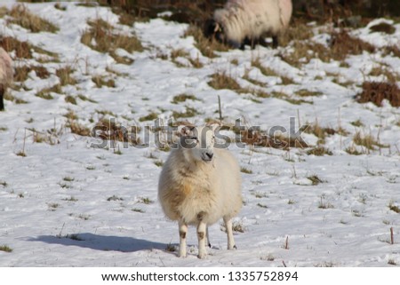 Sheep grazing in the snow
