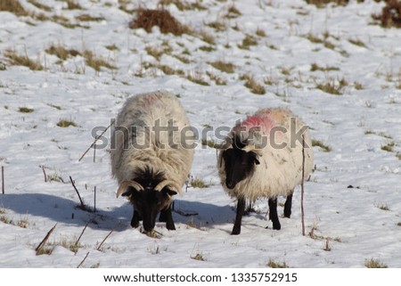 Sheep grazing in the snow