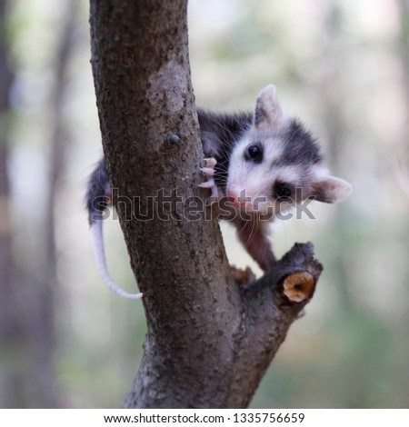 Baby Opossum in Tree