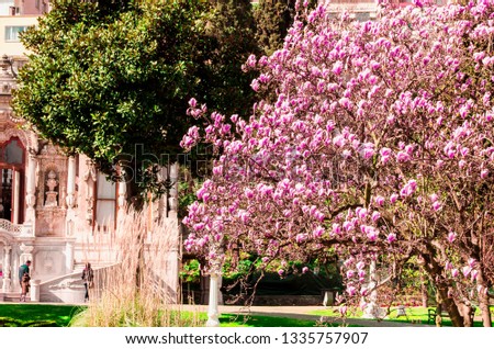 Magnolia in bloom over the pond in the spring garden of beautiful Ihlamur Palace in Besiktas, Istanbul, Turkey. Pink magnolia blooms against a blue sky on a sunny spring day. 