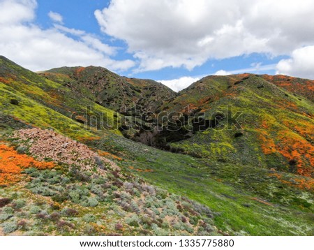Aerial view of Mountain with California Golden Poppy and Goldfields blooming in Walker Canyon, Lake Elsinore, CA. USA. Bright orange poppy flowers during California desert super bloom spring season.