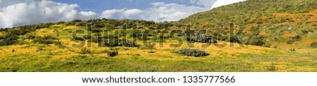 Panoramic view of Mountain with California Golden Poppy and Goldfields blooming in Walker Canyon, Lake Elsinore, CA. USA. Bright orange poppy flowers during California desert super bloom spring season