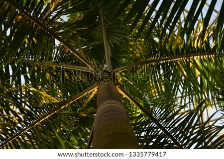 Palm trees and sunshine