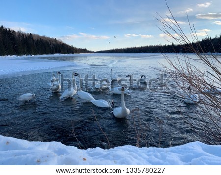 Swans At Attention On Icy Lake-Upper Peninsula, Michigan