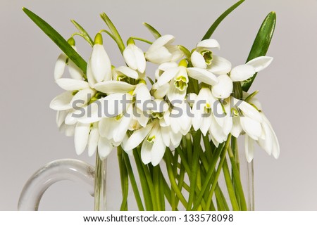 a lot of snowdrops in glass vase isolated on white background