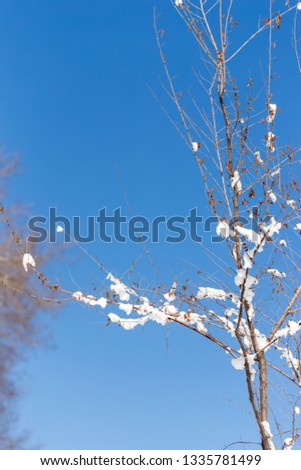 snow on a tree branch against the sky