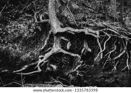 Black and white photo of tree roots