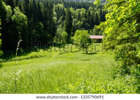 south german travel destinations meadow in summer of black forest