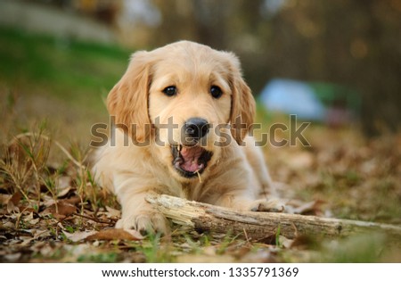 Golden Retriever puppy dog outdoor portrait