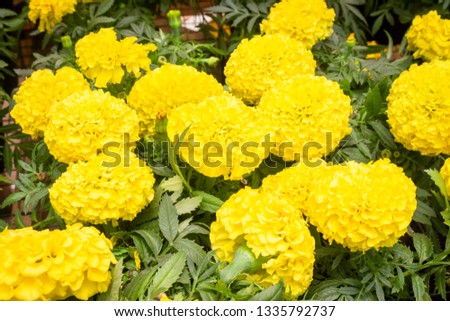 beautiful Marigold flower (Tagetes erecta, Mexican, Aztec or African marigold) in the garden.