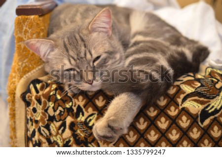 Grey cat sleeping on the couch in winter
