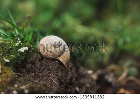 Image - Snail shell on the soil in forest with greenery on background on sunset with grass on background.  Close up photo of Helix Pomatia snail in garden with closed shell (protection) on sunset.