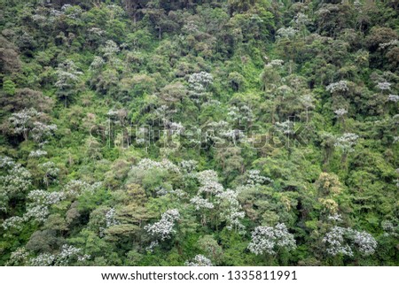 an aerial view of the tropical rainforest in Ecuador with many trees a lush jungle