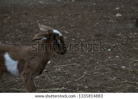 Picture of a long eared goat.