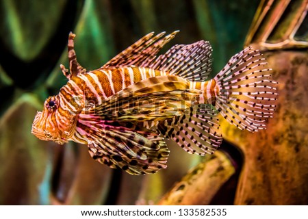 Lionfish in an aquarium. Pterois mombasae. Petrois Volitans. Lionfish. Turkeyfish. Scorpionfish. Firefish.