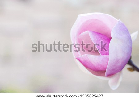 Beautiful big pink magnolia flower in the garden