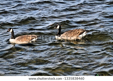 A picture of 2 Canada Geese on the Mere at Ellesmere