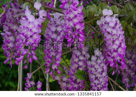 Branches of wistaria with  purple flowers. Royalty-Free Stock Photo #1335841157
