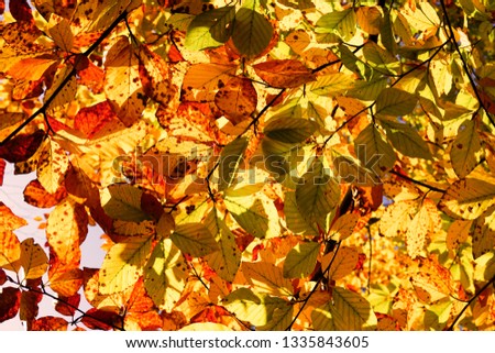 Autumn. Multicolored maple leaves