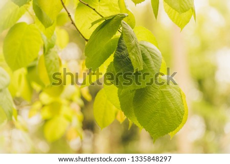 Leaves on a Tree in the Spring