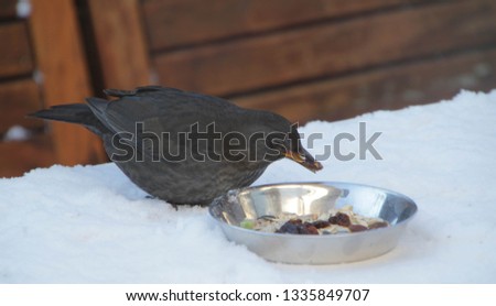 Female Blackbird looking for food