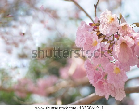 Soft focus,Pink flowers Tabebuia rosea blossoms day copy space,soft pink flower nature background.