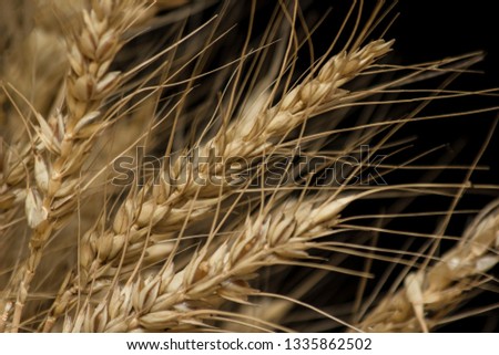 Ears Of Ripe Barley Growing On A Farm Field.