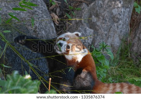 Red panda eating bamboo in a rocky environment 