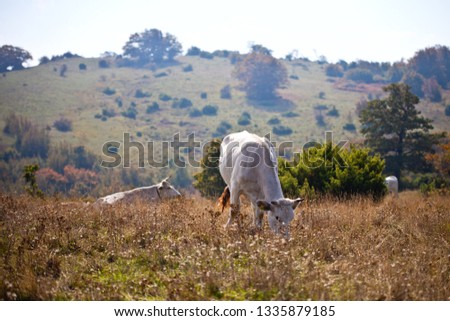 Cow in the pasture.View of cow on grass at the meadow. Village landscape