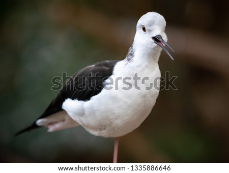 portrait of a beautiful waterfowl stilt bird close up 