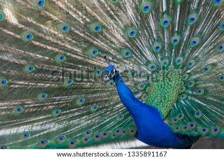 Spanish peacock with feathers. 