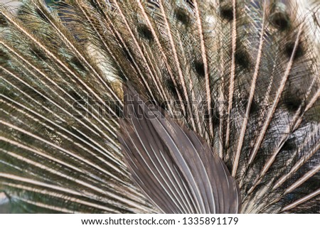 Peacock feathers. (part of back)