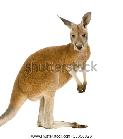 young red kangaroo (9 months) - Macropus rufus in front of a white background