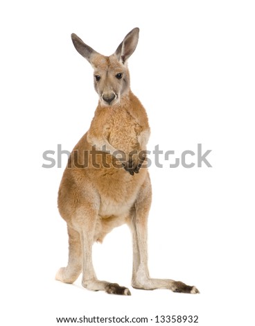 young red kangaroo (9 months) - Macropus rufus in front of a white background