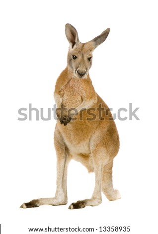 young red kangaroo (9 months) - Macropus rufus in front of a white background